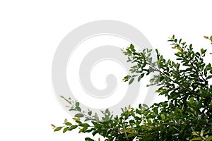 The tops of the leaves in the tropics in a white background.