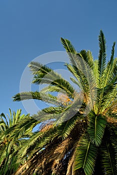 the tops of palm trees against the sky