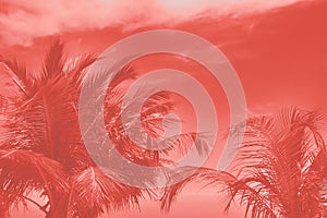 Tops of palm trees against sky in Colour of the year 2019 Pantone Coral