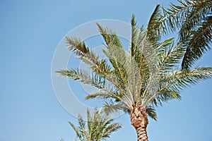 The tops of palm trees background blue sky