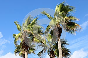 Tops of Palm Trees , blue sky