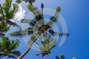 The tops of palm trees with fresh green leaves against a bright sunny sky. Natural background on the theme of the sea, beach, rela