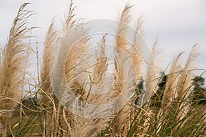 Tops of pampas grass