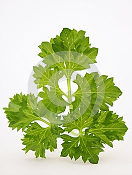 Tops of parsley