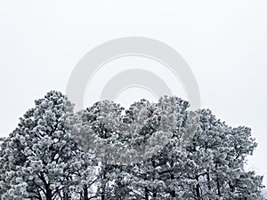 Tops of pine trees covered with hoar frost