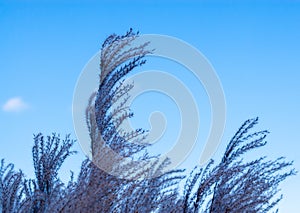 Tops of purple grass heads on sky.