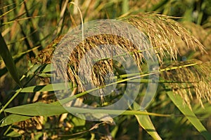 The tops of the reed sway in the wind