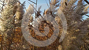 the tops of the reeds in the cold wind in winter