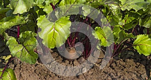 Tops and roots of red beet growing in the ground in the garden