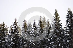 Tops of snow covered spruce trees in a Finnish forest with sunlight