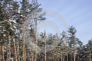 Tops of tall pine trees covered with snow under a blue sky