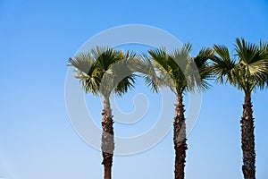 The tops of three tall fan palms against the blue sky. Copy space