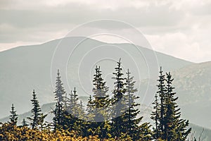 Tops of trees in background hills and clouds. Pine forest in mountain valley. Beauty world mountain landscape