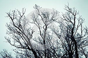 The tops of trees. Cold tone.