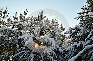 the tops of the trees are covered with snow a ray of winter sun forest top view