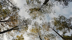 Tops of the trees covered with yellow leaves in autumn park