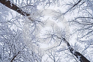 Tops of trees in the forest covered with snow