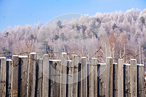 The tops of trees in the frost on a clear blue sky, winter landscape, background