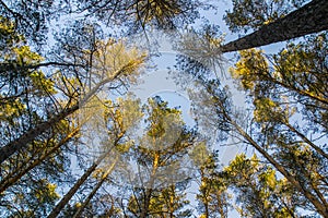 Tops of the trees lighted the sun and blue sky in forest