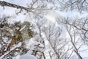 The tops of the trees in the snow covered forest look up to the sky