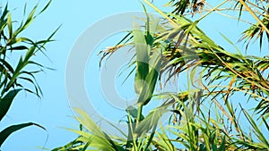 The tops of tropical palm trees against the sky with clouds.