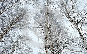 Tops of white birches against winter sky