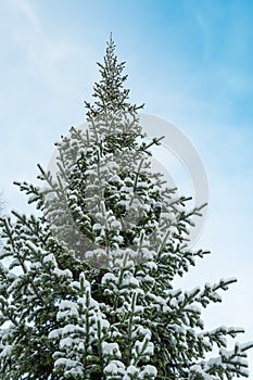 Tops of winter trees are covered with snow. Coniferous forest after snowfall