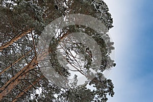 Tops of winter trees are covered with snow. Coniferous forest after snowfall