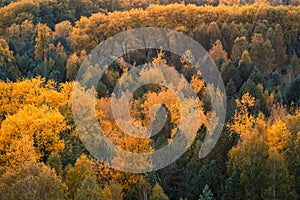 Tops of yellowing trees in exclusion