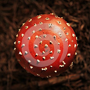 Topshot of a circural red toadstool in the forest