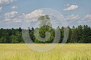 Topsmead state forest summer meadow and landscape