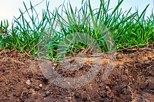 Topsoil with grass photo
