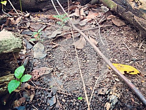 Topsoil of tropical rainforest photo