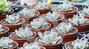 Topsy turvy echeveria