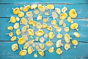 Topview, blue wooden background with golden oyster mushrooms, Pleurotus citrinopileatus