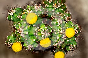 Topview of cactus Cereus Peruvianus Monstrosus with yellow blossoms, closeup