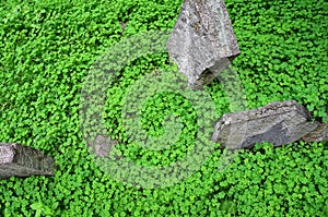 Topview of a clover field with antique, weathered stones