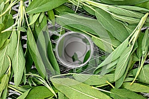 Topview, dehydrator with fresh sage leaves, ready to dry herbs