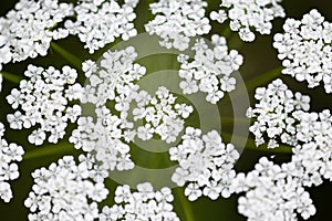 Topview, fresh dill blossoms, anethum graveolens plant at the heyday photo