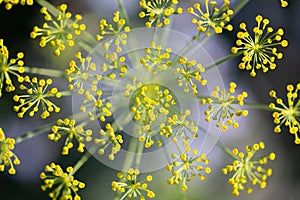 Topview, fresh dill blossoms, anethum graveolens plant at the heyday photo