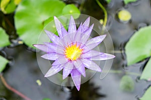 Topview of lotus flower