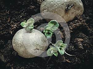 Topview of sprouting potatoe photo