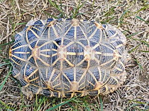 Topview of Tortoises are reptile species of the family Testudinidae of the order Testudines