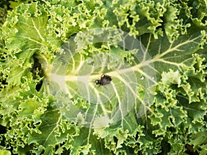 topview of vine weevil on a plant leaf