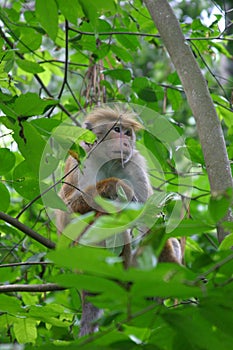 Toque Macaque photo