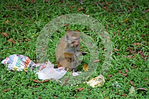 Toque Macaque
