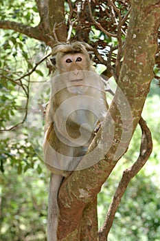 Toque Macaque