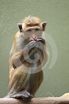 Toque macaque photo