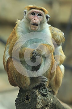 Toque macaque photo