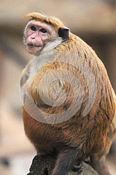 Toque macaque photo